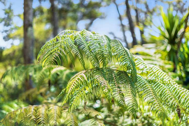 45 Cochrane Avenue Arkles Bay_29