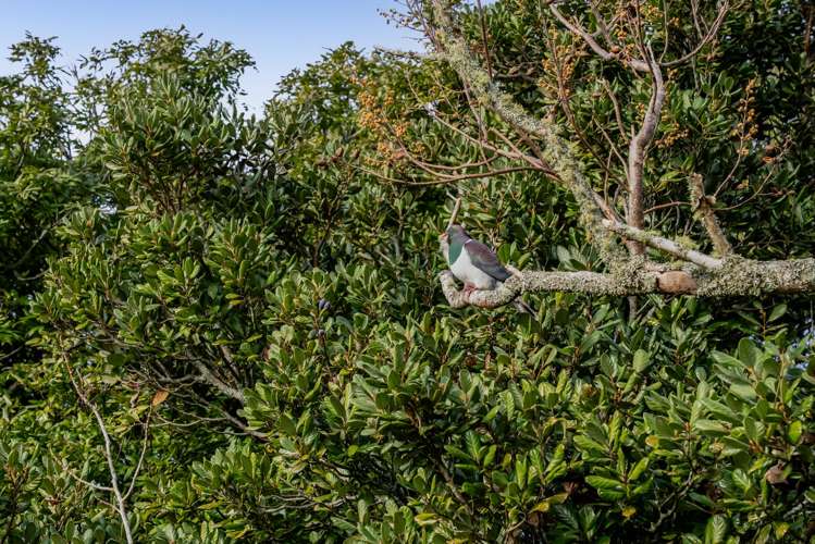 Address withheld Welbourn_6