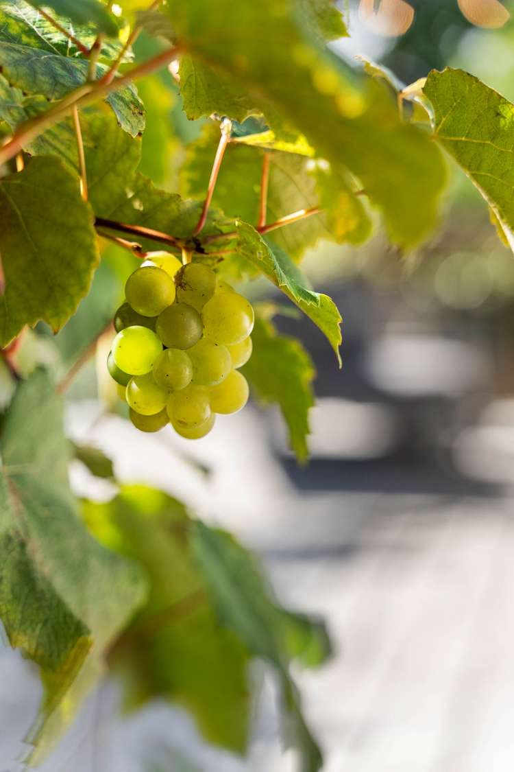 18 Harmel Road Glendene_34