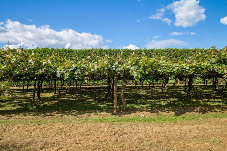 15 Tangiteroria Lane Pauanui_15