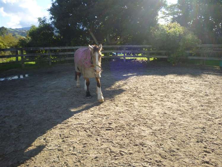 1375 Mcclure Street Pirongia_19