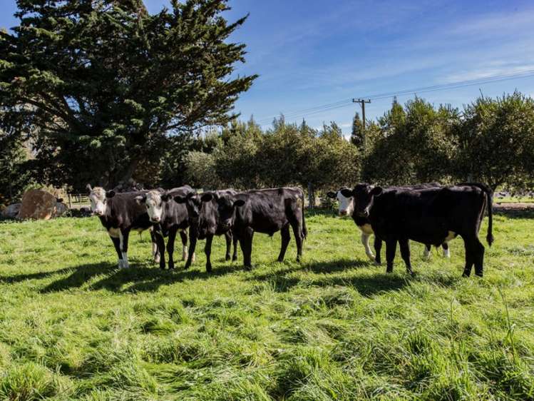 137 Smiths Road Leithfield_2