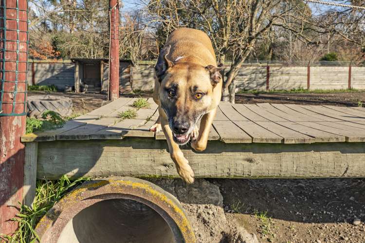 8A Manse Street Hampstead_37