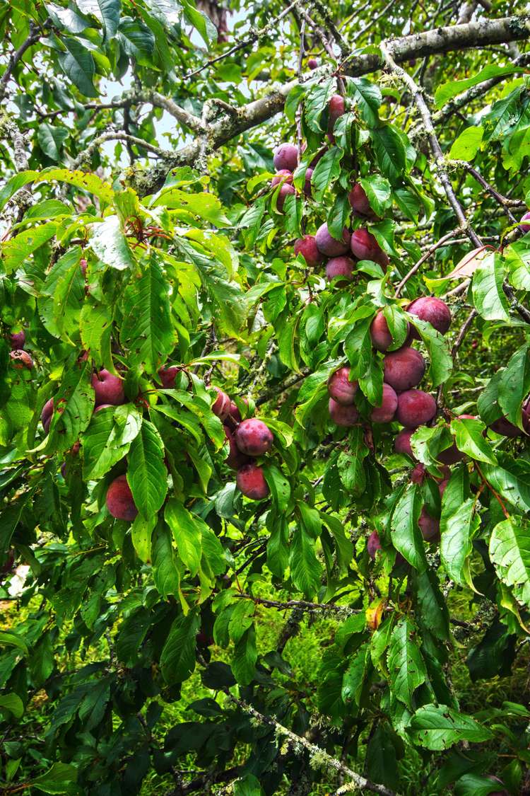 95 Gatland Road Opaheke_16