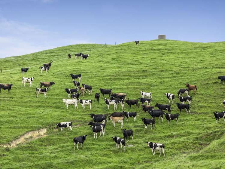 637 to 897 Tahuroa Road Morrinsville_22