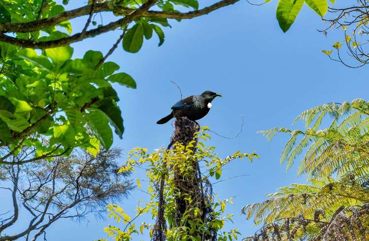 42 Kopiko Road Titirangi_8