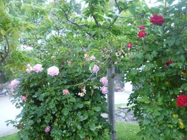 24 The Half Mile Alexandra_1