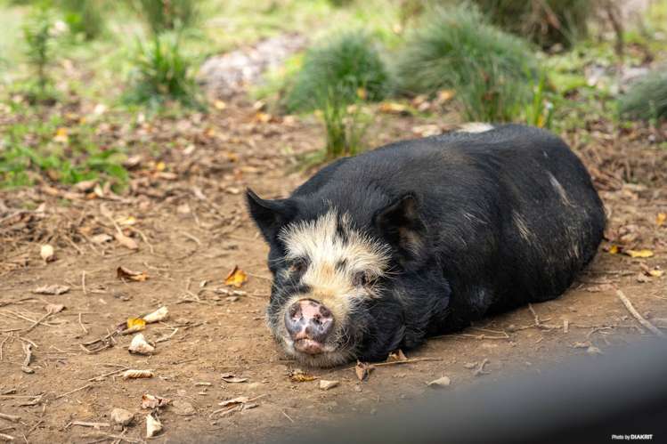 350 Clifton Road Whitford_20