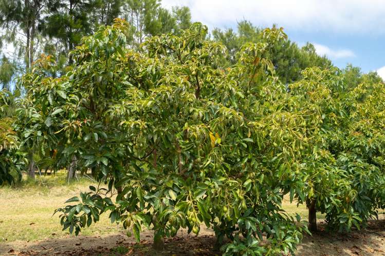 5126 State Highway One Ngataki_20