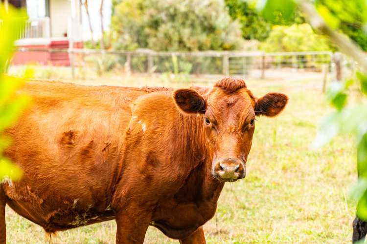 174 Whatitiri Road Maungatapere_22