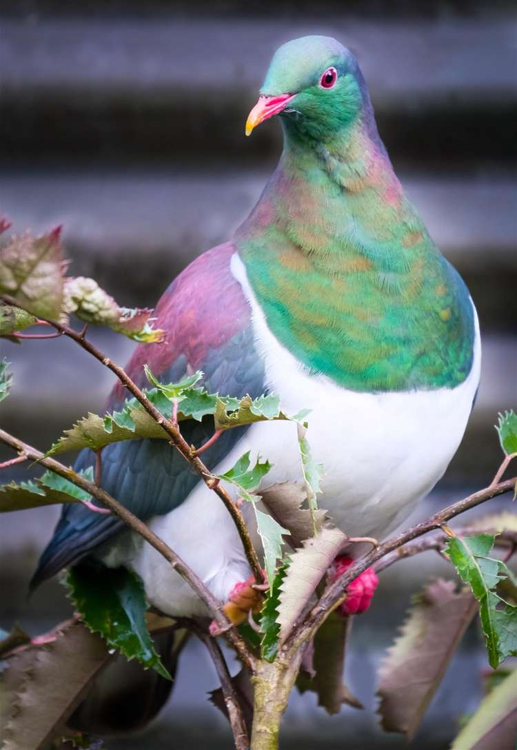 53 Porika Road Rotoroa_30