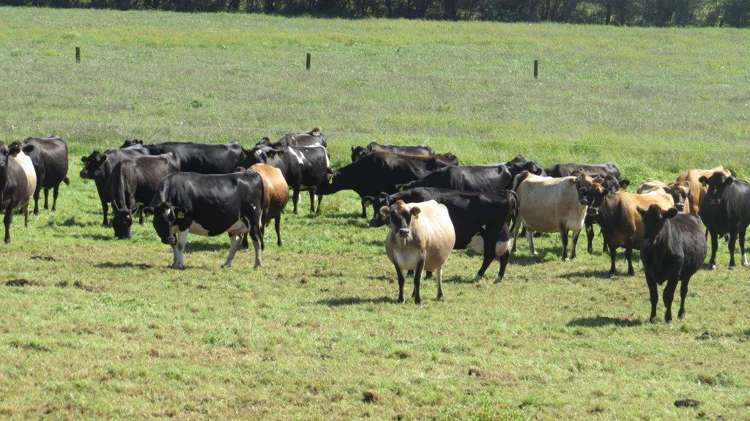 1276 Kakaramea Road Ngahinapouri_18