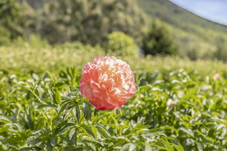 42D Gladsmuir Road_5