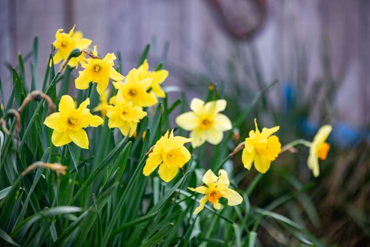 33 Grace Avenue Rototuna North_36