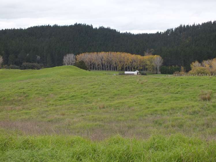 1884 Tangowahine Valley Road Dargaville Surrounds_5