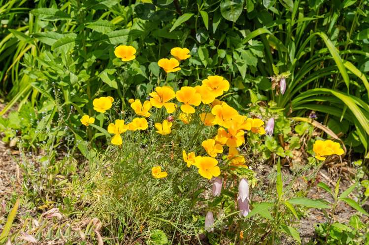 105A State Highway 30 Tikitere_58