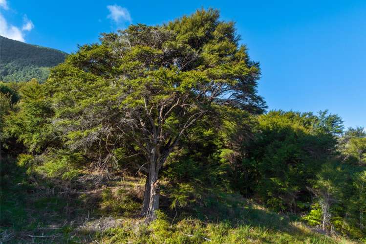 Lot 37 Kaiuma Bay Road Kaiuma Bay_8