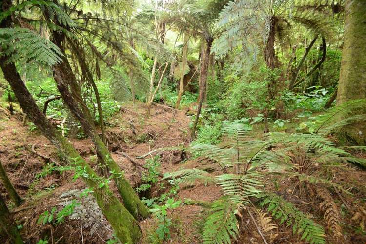 25 Haigh Access Road Redvale_8