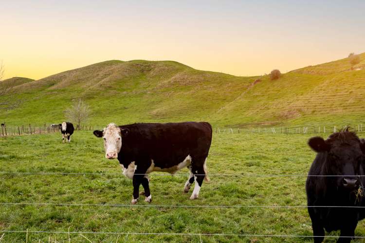 148 Flume Road Te Miro_15