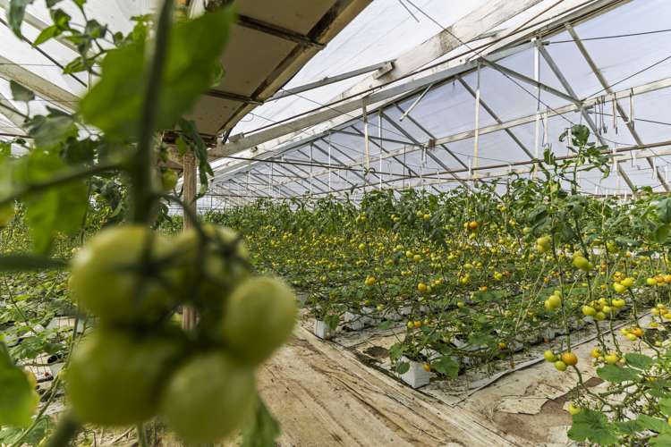 52 Douglas Road Pukekohe_4