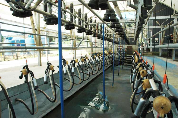 969 Piakonui Road Richmond Downs_6