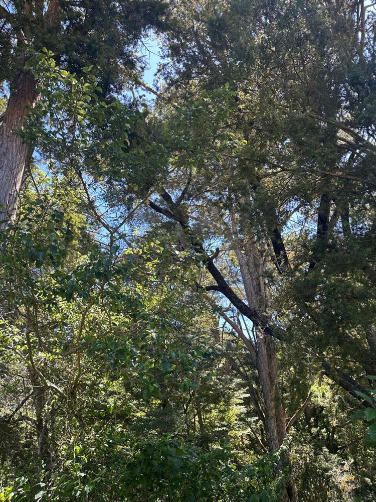 240 Teapot Valley Road Brightwater_39