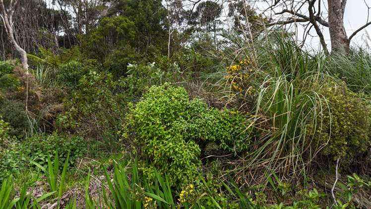 211 Creamery Road Kohukohu_10