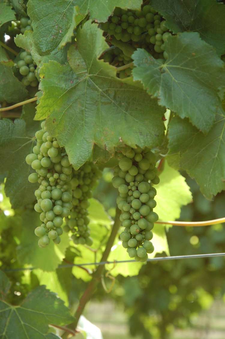 24 Gee Street Renwick_7