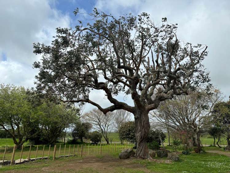 69 Mcpike Road Pollok_15