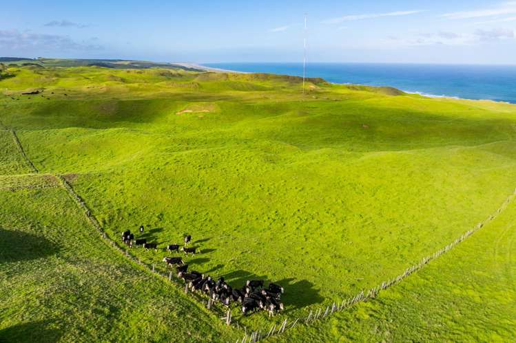 Pinaki Road Dargaville_8