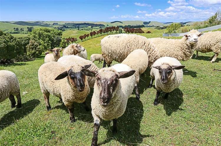 615 Matapiro Road Crownthorpe_14