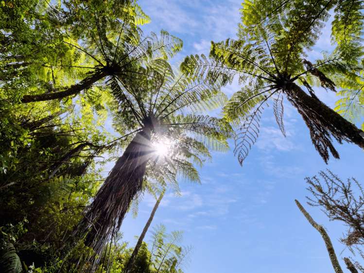 371 Esdaile Road Whakamarama_26