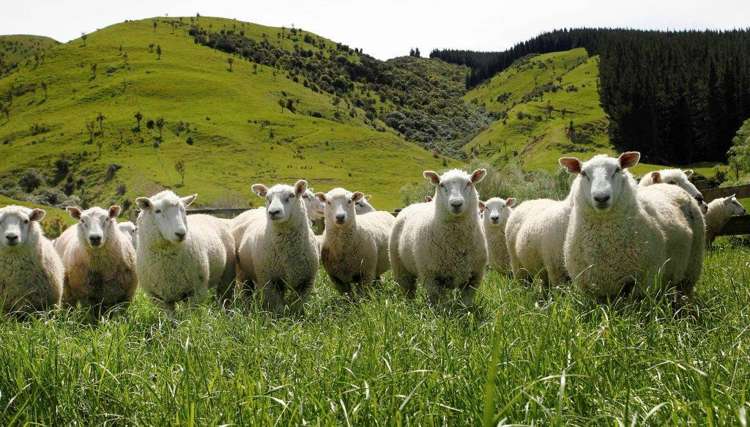 1007 Motunau Beach Road Motunau_10