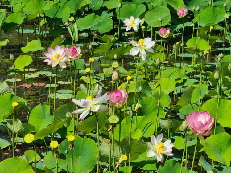 128E Mauku Road Patumahoe_26