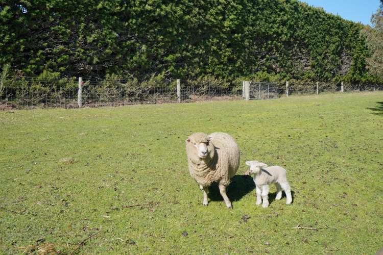 451 Johns Road Fernside_18