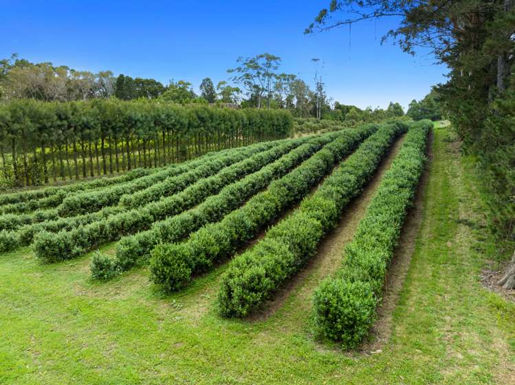 Pine Ridge Lane Aongatete_1