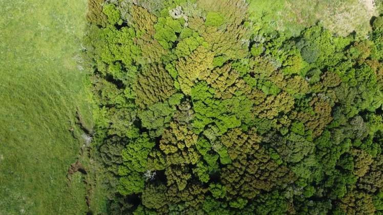 0n Opourapa Road Rahotu_18