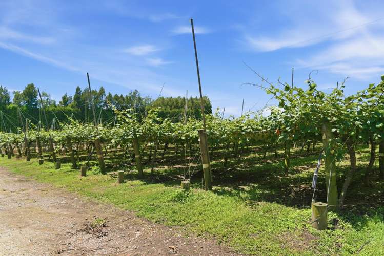 80 Roydon Downs Road Paengaroa_11