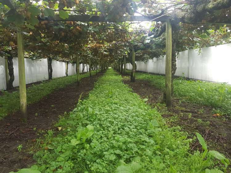 644 No 2 Road Te Puke_8