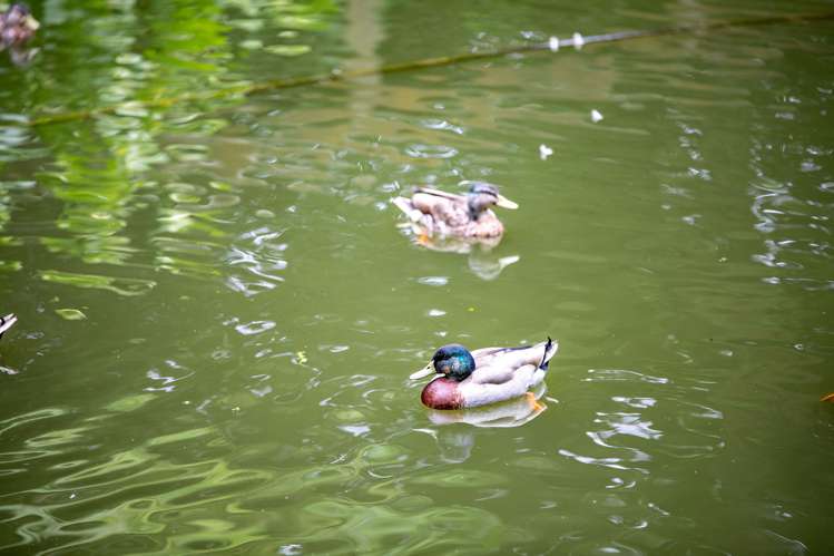 2 Heron Court Te Kowhai_42