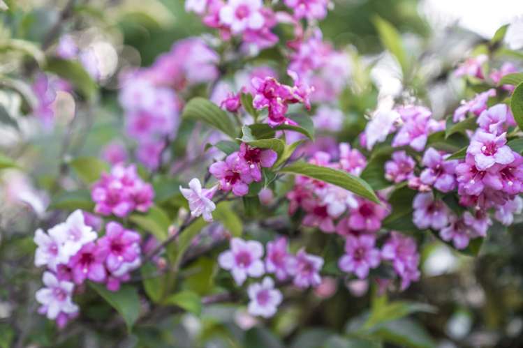 20 Muscat Place Henderson_32