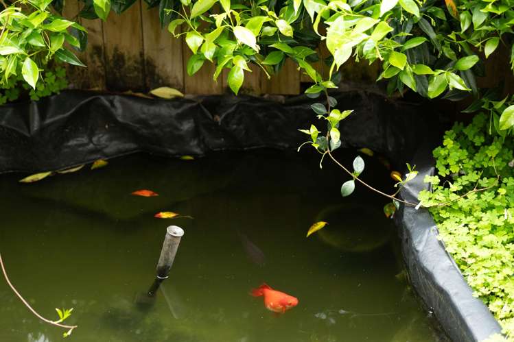 3/8 City View Terrace Birkenhead_24