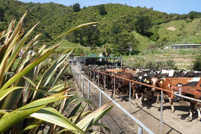 294 Tirohanga Road Opotiki Coastal_3