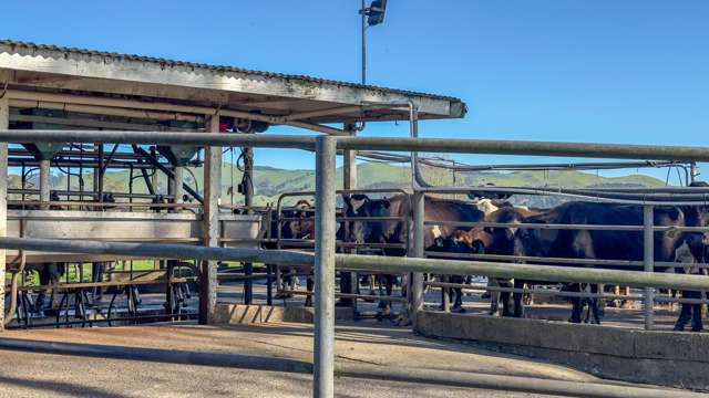 202 Rotokohu Road Paeroa_2