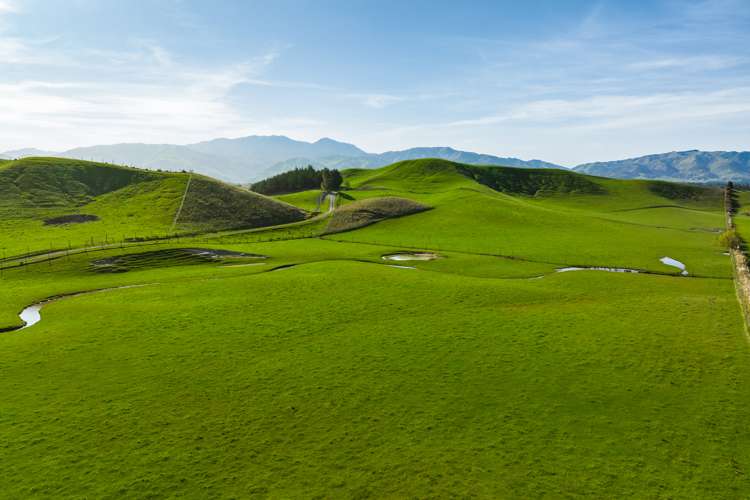 Marama Road Seddon_19