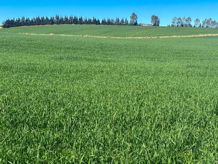 465 Moncurs Road West Otago Surrounds_12