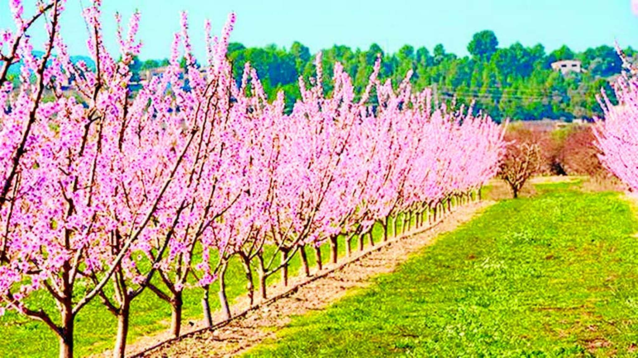 Almond crops  being trialled in Bay