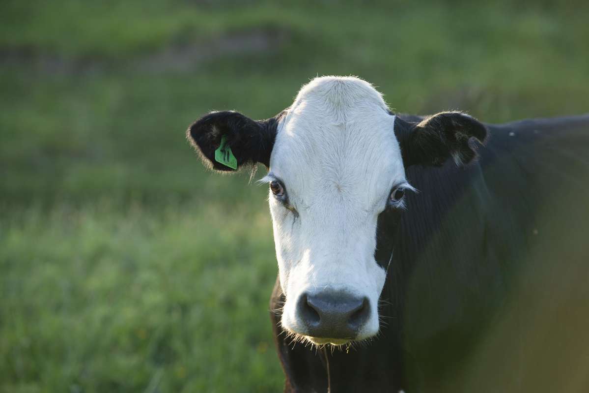 749 Kanakanaia Road_5