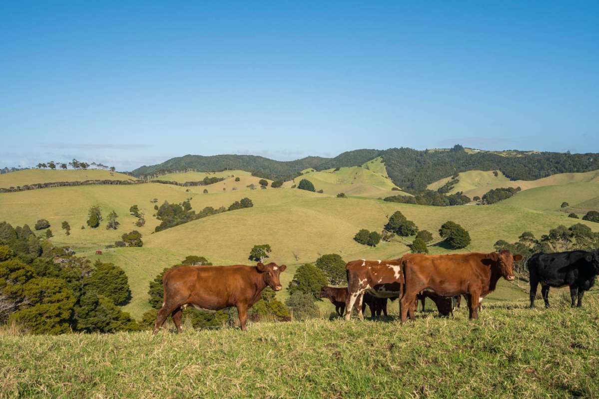 1133&1137 Matapouri Road_2