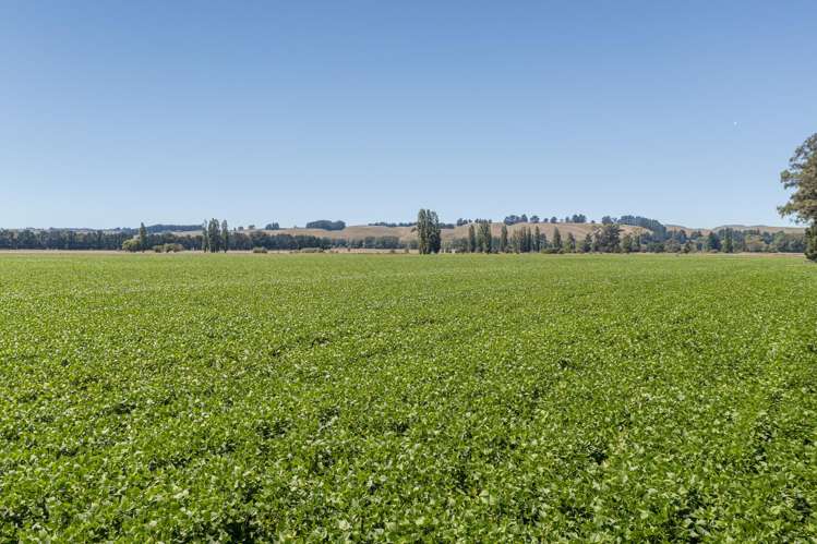 1041 Tikokino Road Waipawa_33